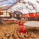 Illustration for article titled Farmer Turns an Old emStar Wars/em Billboard Into Greatest Chicken Coop Ever